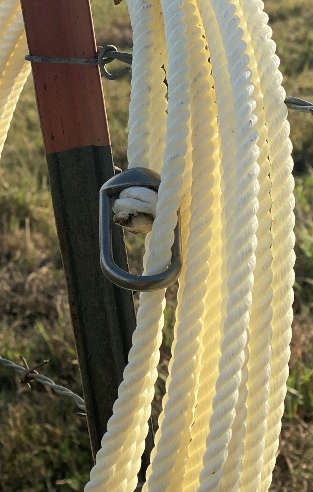 Weaver Ranch Corde à Lasso Nylon Ciré – 7/16 Pouce X 9,14 M, Avec Honda Rapide, Blanc, Pour Travail Du Bétail
